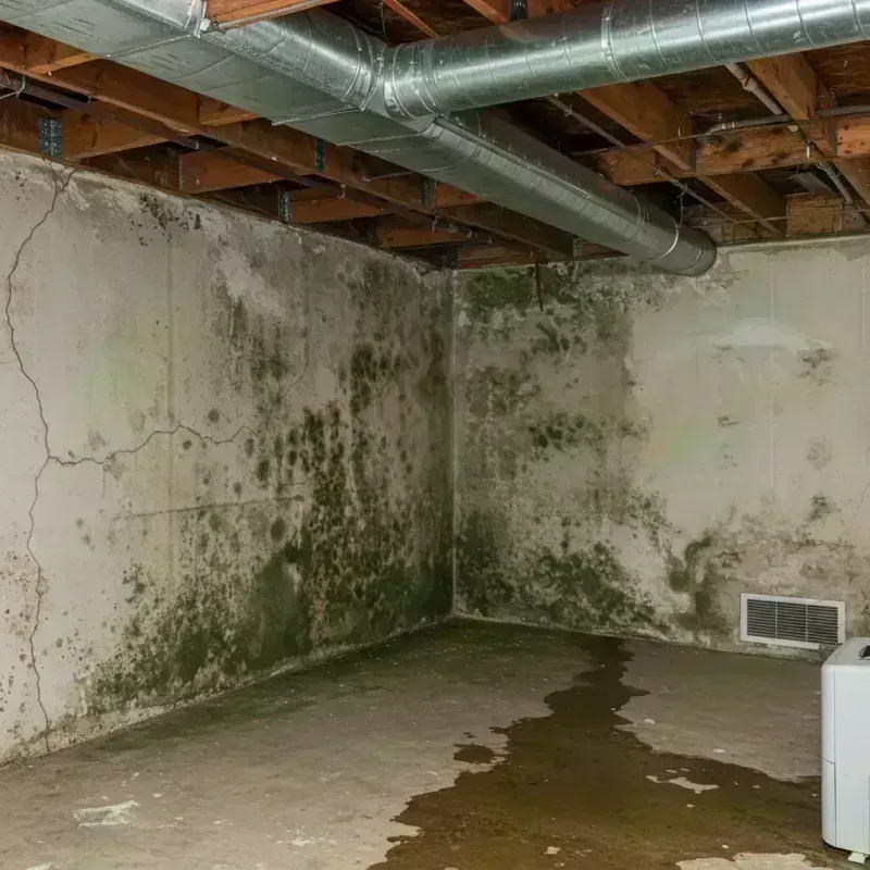 Professional Mold Removal in Frenchburg, KY